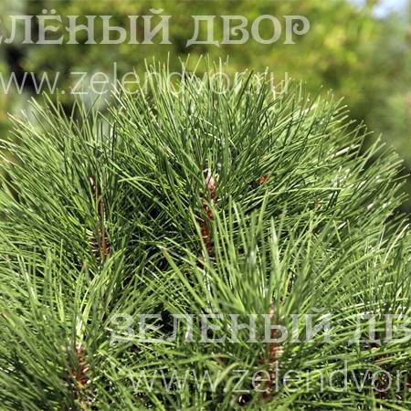 Вид 1