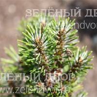 Вид 2