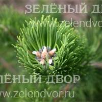 Вид 4
