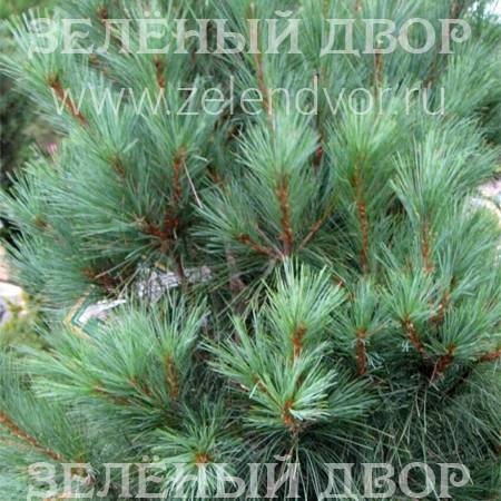Вид 1