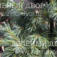 Вид 3