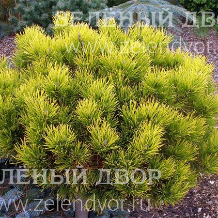Вид 1