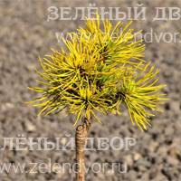 Вид 2
