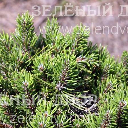 Вид 1