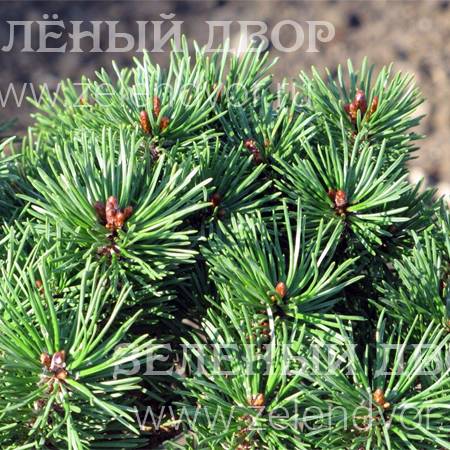 Вид 1