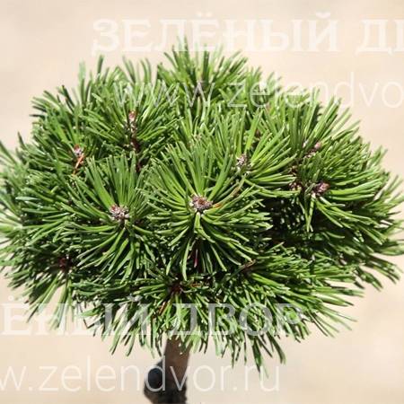 Вид 1