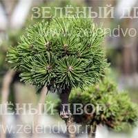 Вид 2