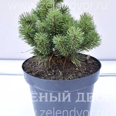 Вид 1