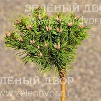 Вид 2