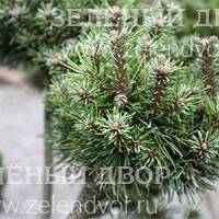 Вид 3