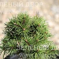 Вид 4