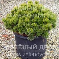 Вид 3