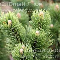 Вид 4