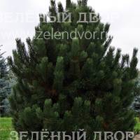 Вид 3
