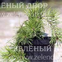 Вид 2
