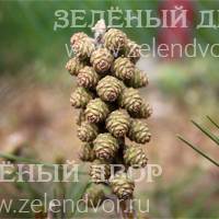 Вид 3