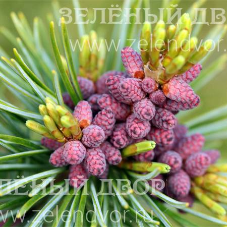 Вид 1