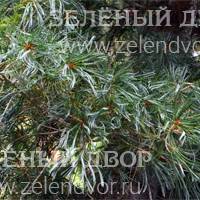 Вид 2