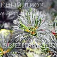Вид 3
