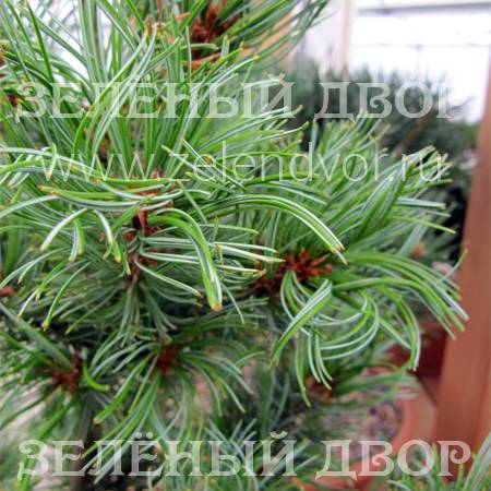 Вид 1