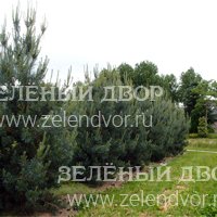 Вид 3