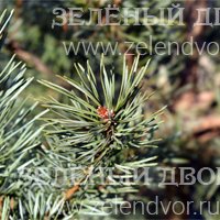 Вид 4