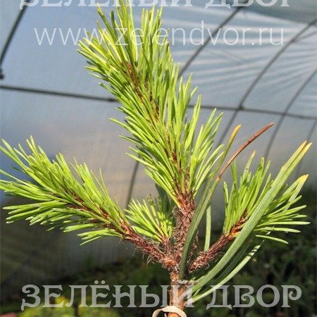 Вид 1