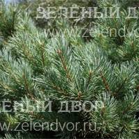 Вид 2