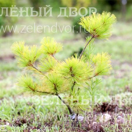 Вид 1