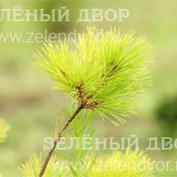 Вид 3