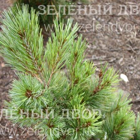 Вид 1