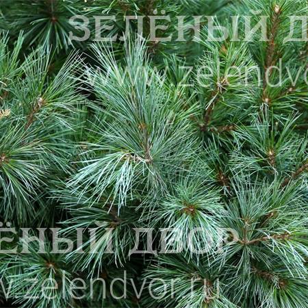 Вид 1
