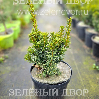 Вид 1