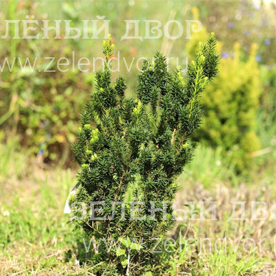 Вид 1