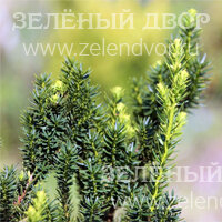 Вид 2