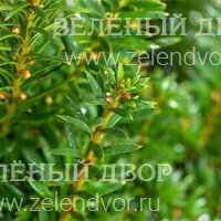 Вид 3