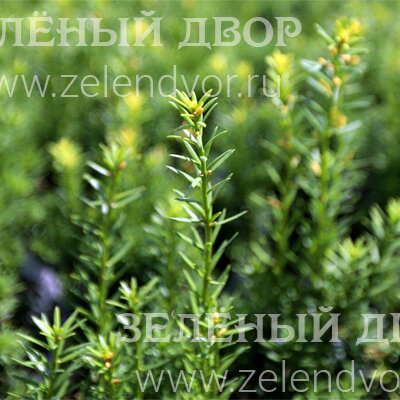Вид 1