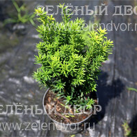 Вид 3