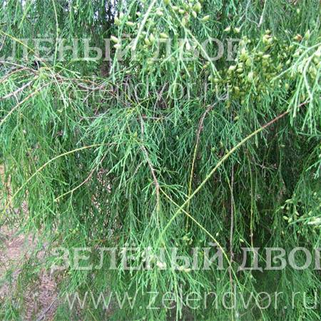 Вид 1