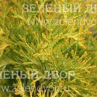 Вид 3