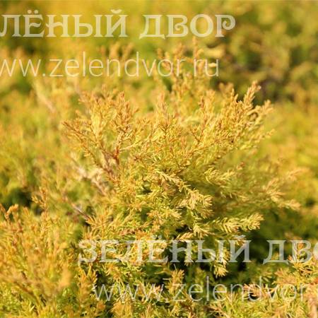 Вид 1
