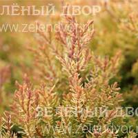 Вид 2