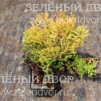 Вид 3