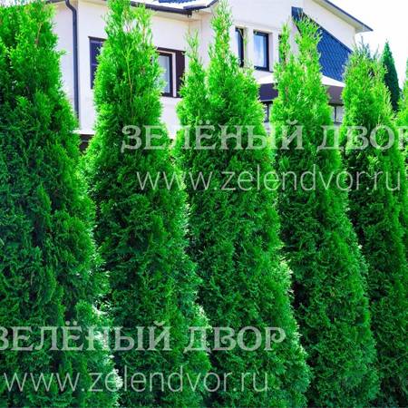 Вид 1