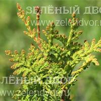 Вид 3