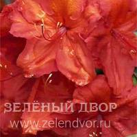 Вид 2