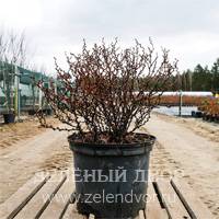 Вид 4