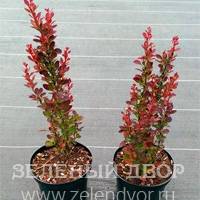 Вид 3
