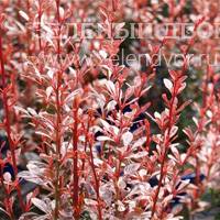 Вид 3