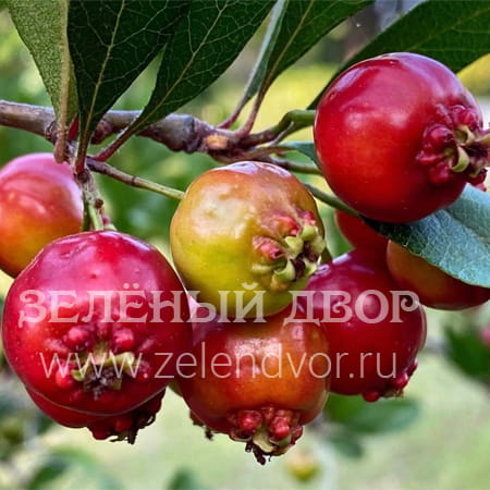 Вид 1
